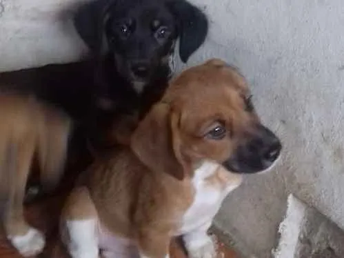 Cachorro ra a SRD idade 2 a 6 meses nome Petito
