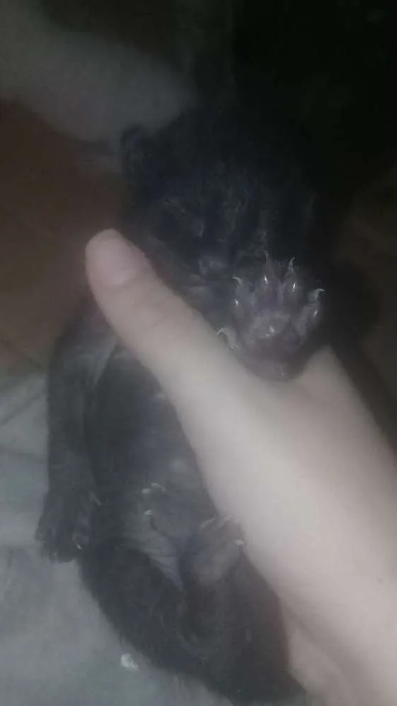 Gato raça Preto idade Abaixo de 2 meses nome Sem