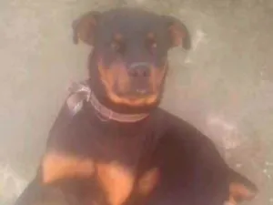 Cachorro raça Rotivallr idade 7 a 11 meses nome Thor