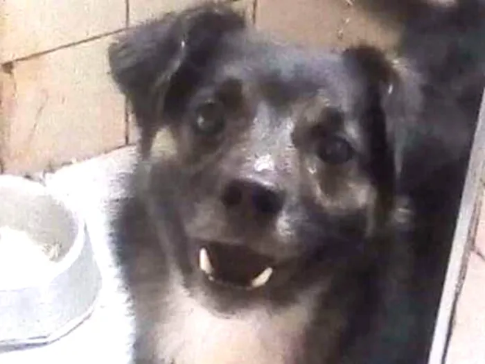 Cachorro ra a Pastor alemão  idade 2 anos nome Brans 