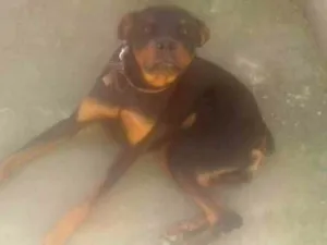 Cachorro raça Rotivallr idade 7 a 11 meses nome Thor