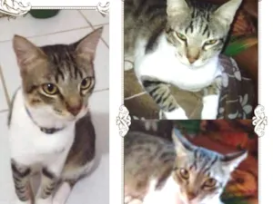 Gato raça SRD idade 2 a 6 meses nome Hugo