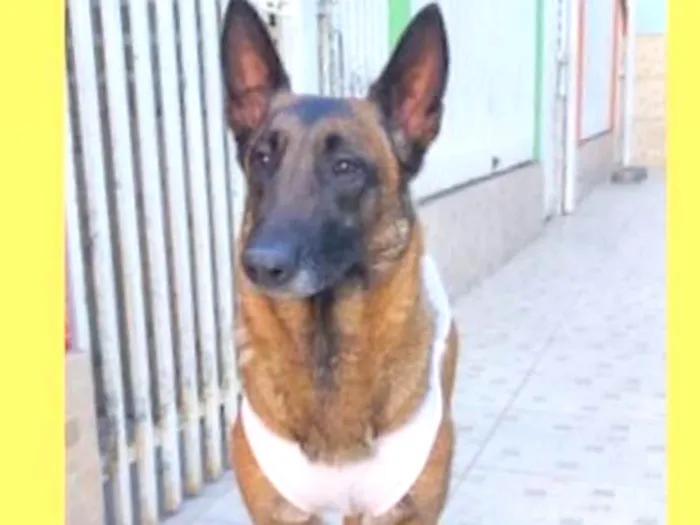 Cachorro ra a pastor belga idade 1 ano nome Frau