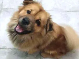 Cachorro raça Mestiço - chow chow x Apso idade 2 anos nome Atena