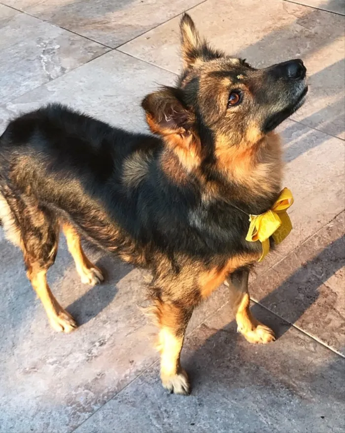 Cachorro ra a Sem Raça Definida idade 3 anos nome DARA
