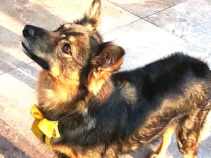 Cachorro raça Sem Raça Definida idade 3 anos nome DARA
