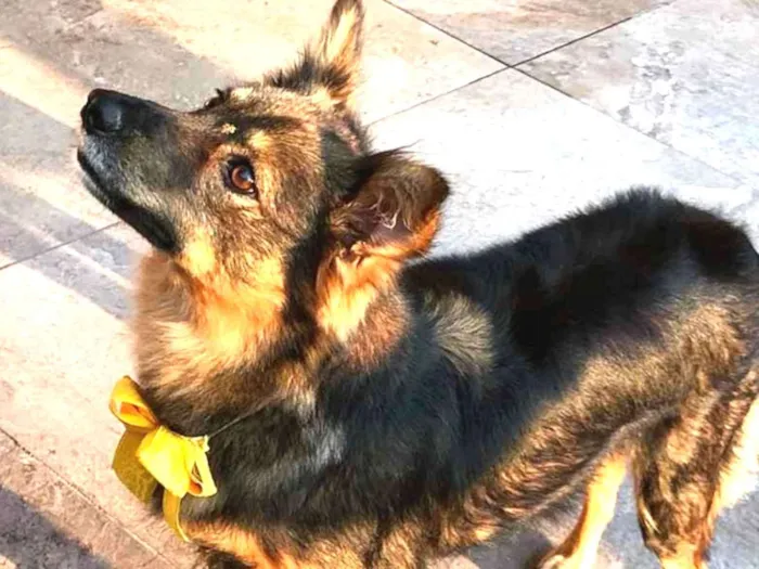 Cachorro ra a Sem Raça Definida idade 3 anos nome DARA