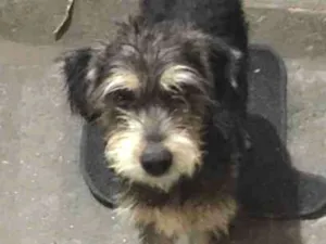 Cachorro raça Raça desconhecida  idade 7 a 11 meses nome Pipoca 