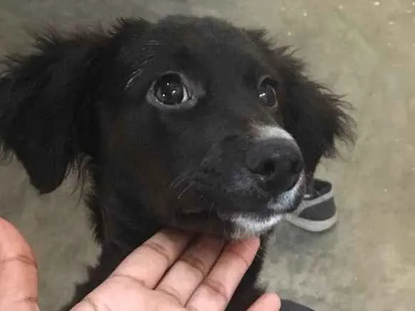 Cachorro ra a Sem Raça  idade 2 a 6 meses nome Diamante