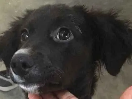 Cachorro ra a Sem Raça  idade 2 a 6 meses nome Diamante