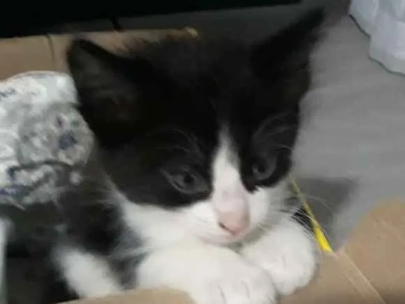 Gato ra a  idade Abaixo de 2 meses nome Sem nome