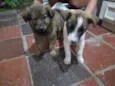 Pipoca e Pitoca
