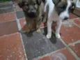Pipoca e Pitoca