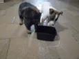 Pipoca e Pitoca