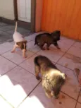 Pipoca e Pitoca