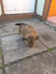 Pipoca e Pitoca