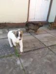 Pipoca e Pitoca