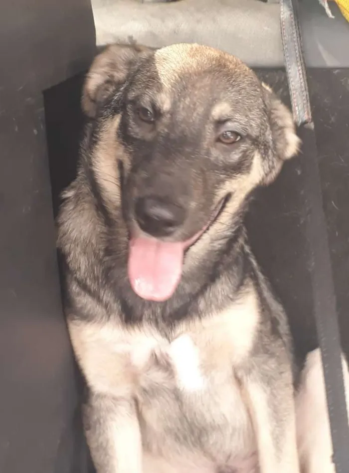 Cachorro ra a Srd idade 7 a 11 meses nome Rick
