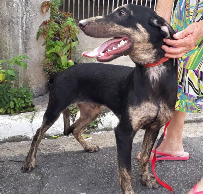 Cachorro ra a Srd idade 1 ano nome Marley 