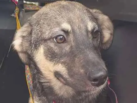 Cachorro ra a Srd idade 7 a 11 meses nome Rick
