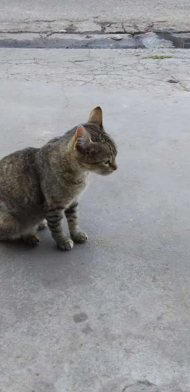 Gato ra a srd idade 2 a 6 meses nome Penélope