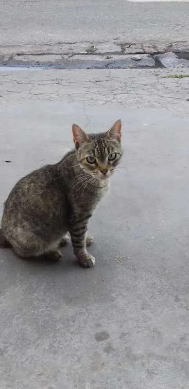 Gato ra a srd idade 2 a 6 meses nome Penélope