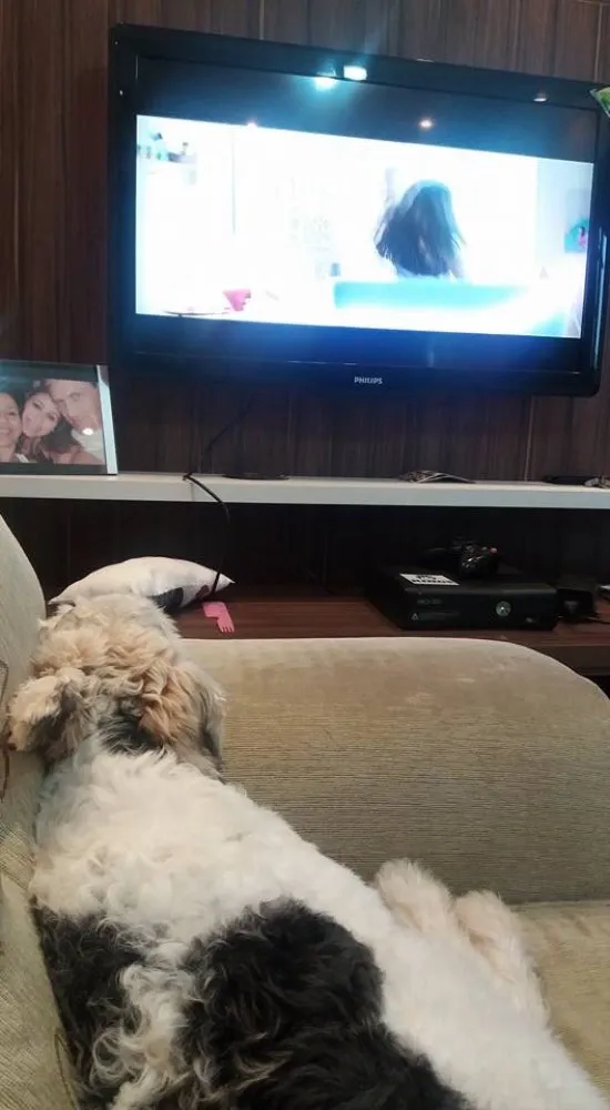 Cachorro ra a Srd idade 3 anos nome Luigi