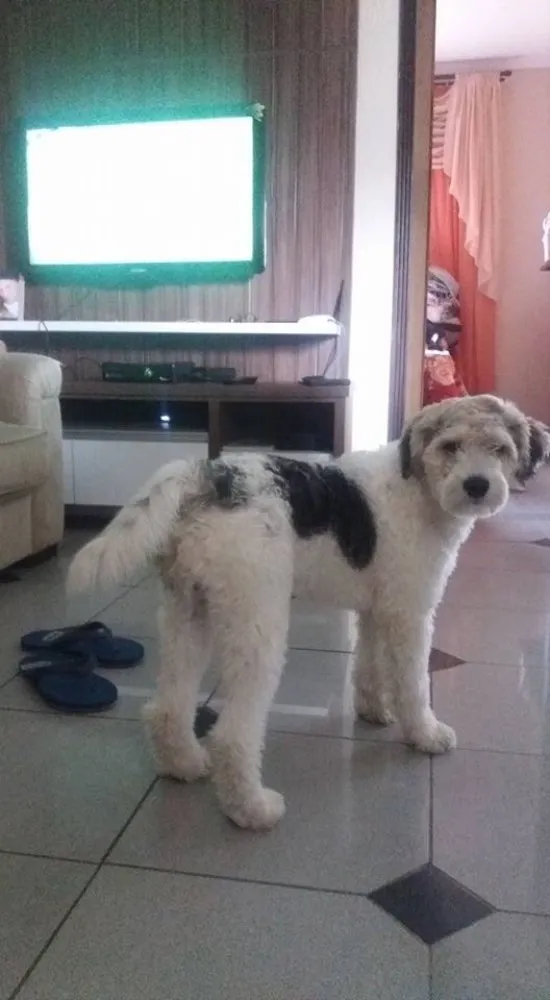 Cachorro ra a Srd idade 3 anos nome Luigi