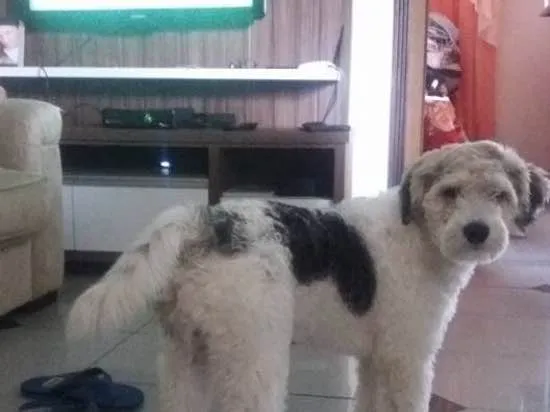 Cachorro ra a Srd idade 3 anos nome Luigi