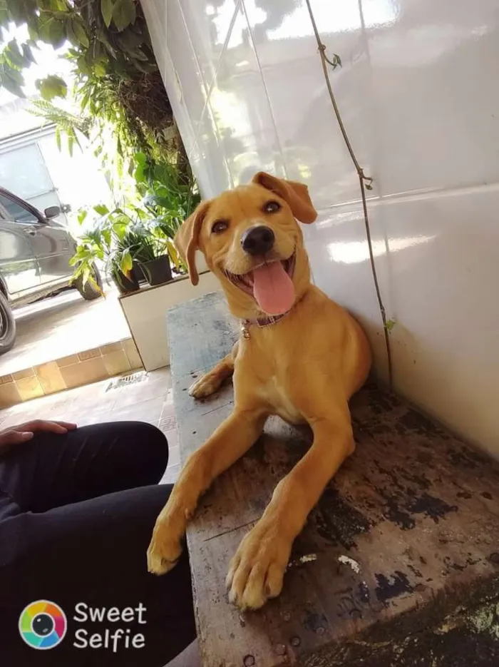 Cachorro ra a Pitibu com vira lata idade 2 a 6 meses nome Lola