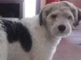 Cachorro ra a Srd idade 3 anos nome Luigi