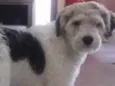 Luigi