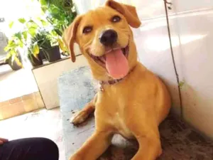 Cachorro raça Pitibu com vira lata idade 2 a 6 meses nome Lola