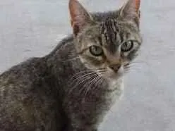 Gato ra a srd idade 2 a 6 meses nome Penélope