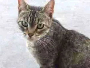 Gato raça srd idade 2 a 6 meses nome Penélope