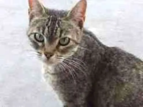 Gato ra a srd idade 2 a 6 meses nome Penélope
