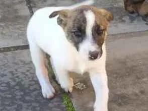 Cachorro raça SRD idade 2 a 6 meses nome Pipoca e Pitoca