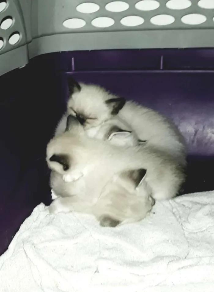 Gato raça Srd idade Abaixo de 2 meses nome Branquinhos