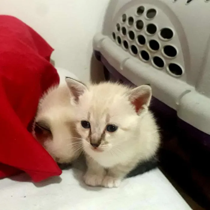 Gato raça Srd idade Abaixo de 2 meses nome Branquinhos