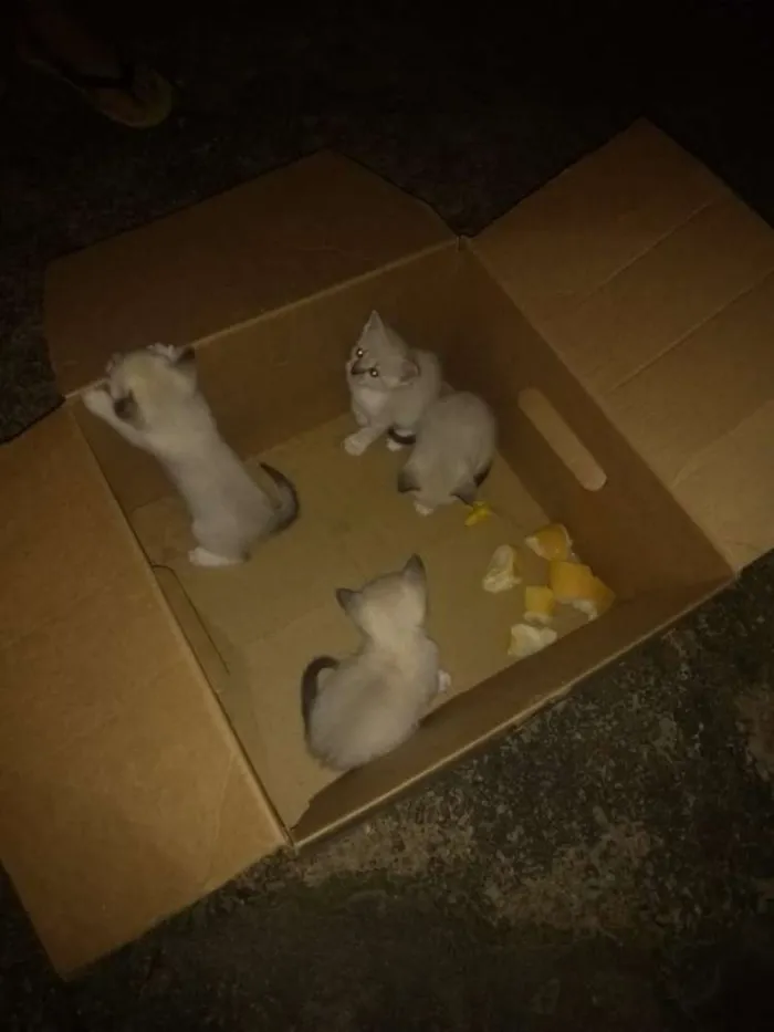 Gato raça Srd idade Abaixo de 2 meses nome Branquinhos