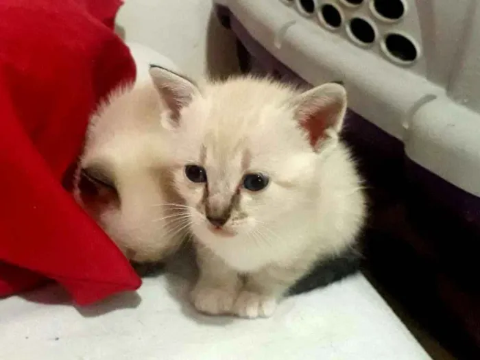 Gato raça Srd idade Abaixo de 2 meses nome Branquinhos