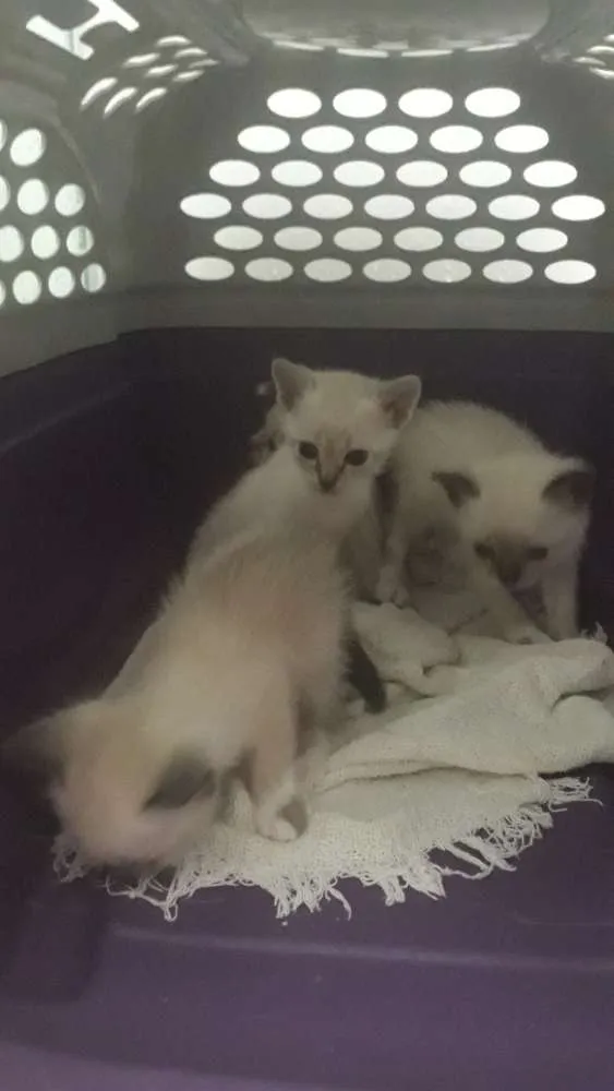 Gato raça Srd idade Abaixo de 2 meses nome Branquinhos