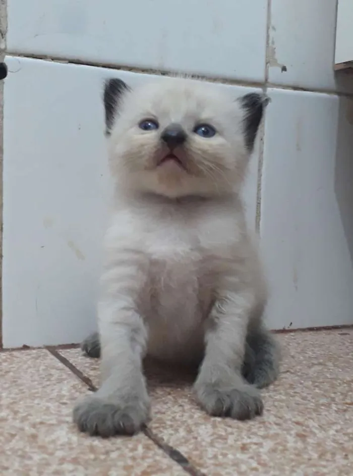 Gato raça Srd idade Abaixo de 2 meses nome Branquinhos