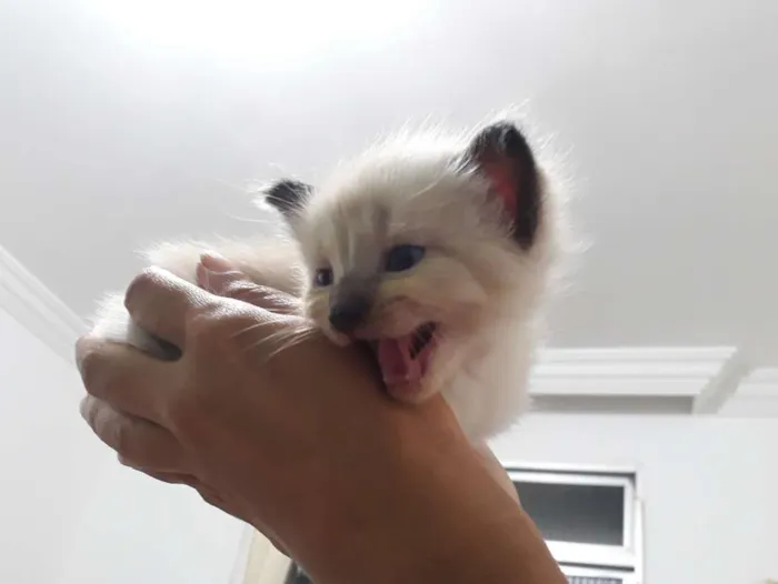Gato raça Srd idade Abaixo de 2 meses nome Branquinhos