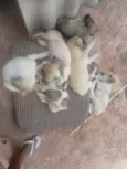 Cachorros filhotes 