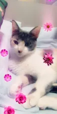 BISCUIT