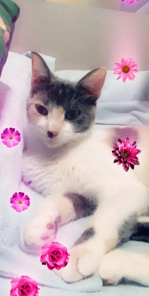 Gato ra a SRD idade 7 a 11 meses nome BISCUIT