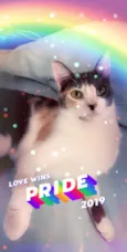 BISCUIT