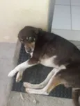 ragi