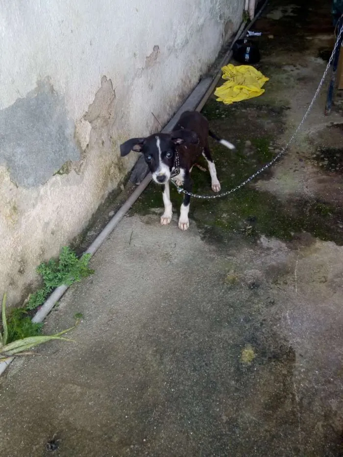 Cachorro ra a Raça indefinida idade 2 a 6 meses nome Sofia